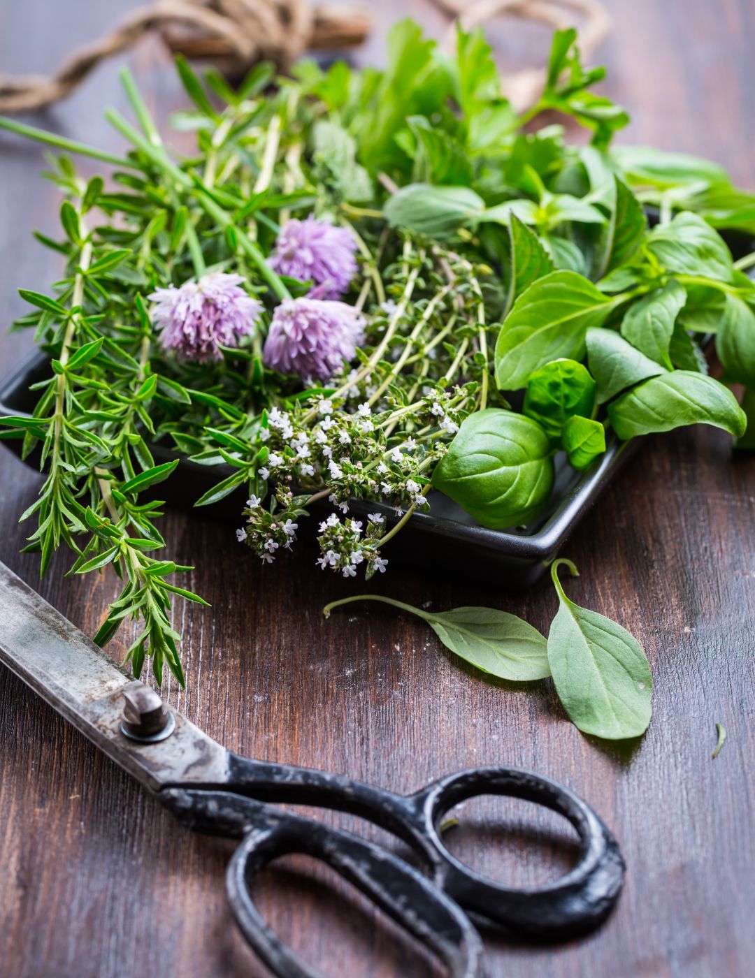 All Year Round Greenhouse Herb Bundle