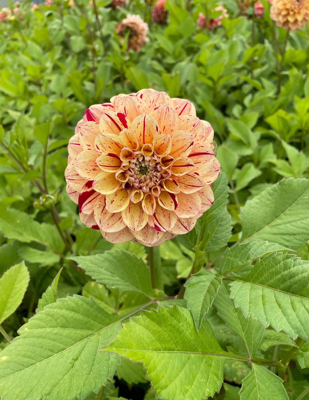 Dahlia Homicide (Season: Aug-Sep)