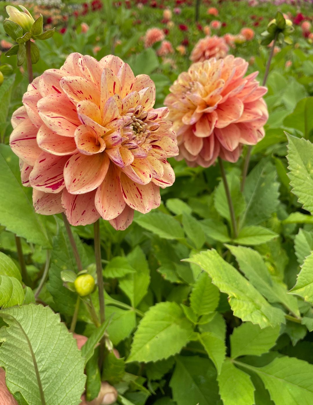 Dahlia Homicide (Season: Aug-Sep)