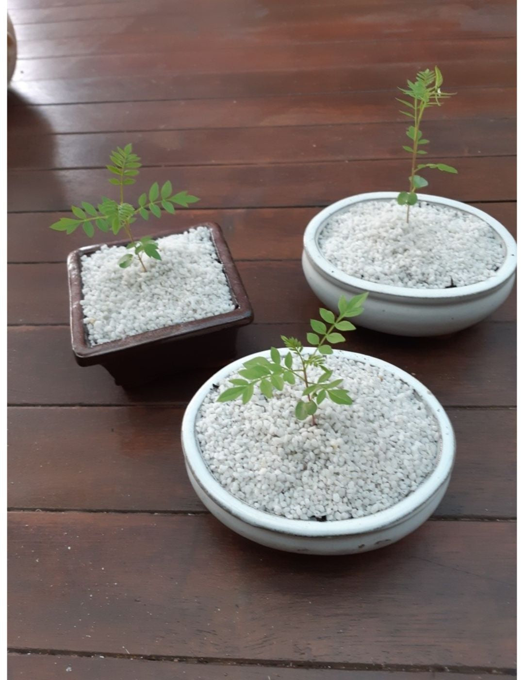Bonsai Kit Appleblossom