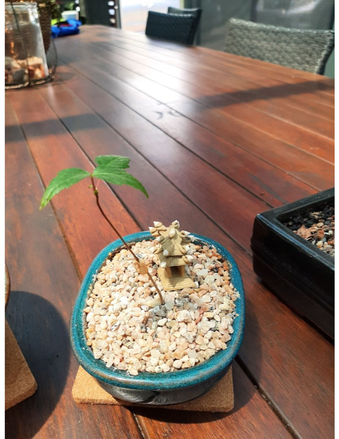 Maple Bonsai Kit