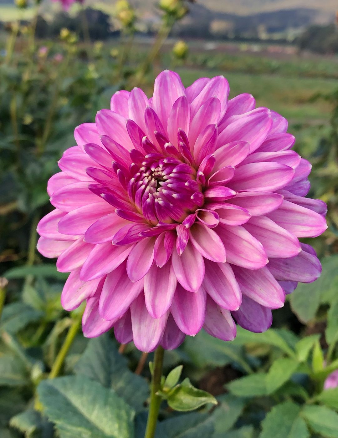 Dahlia Lavender Lady (Season: Aug-Sep)