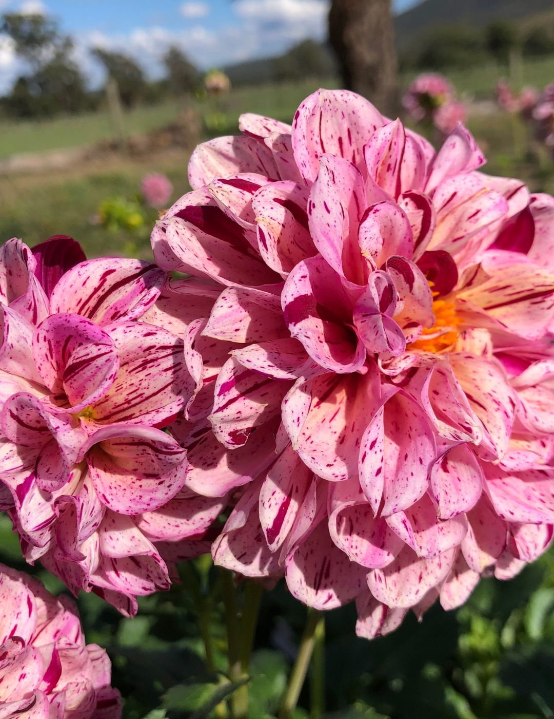 Dahlia Muave Speckles (Season: Aug-Sep)