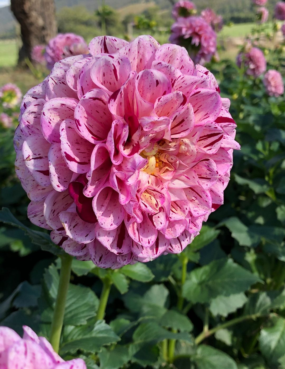 Dahlia Muave Speckles (Season: Aug-Sep)