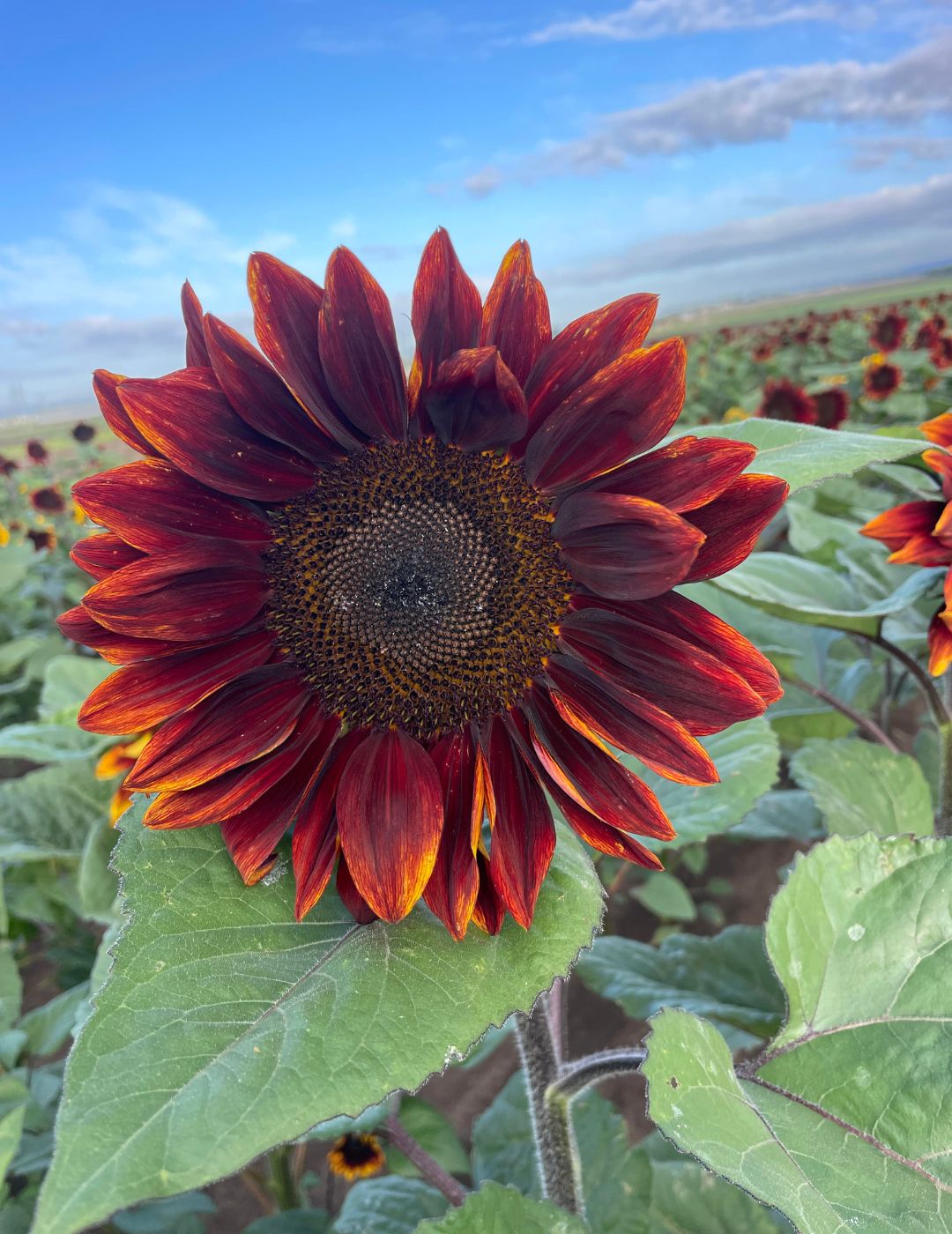 Ruby Passion Sunflower Seeds