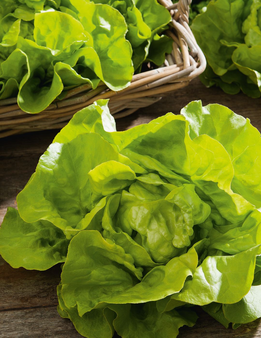 Lettuce Green Mignonette
