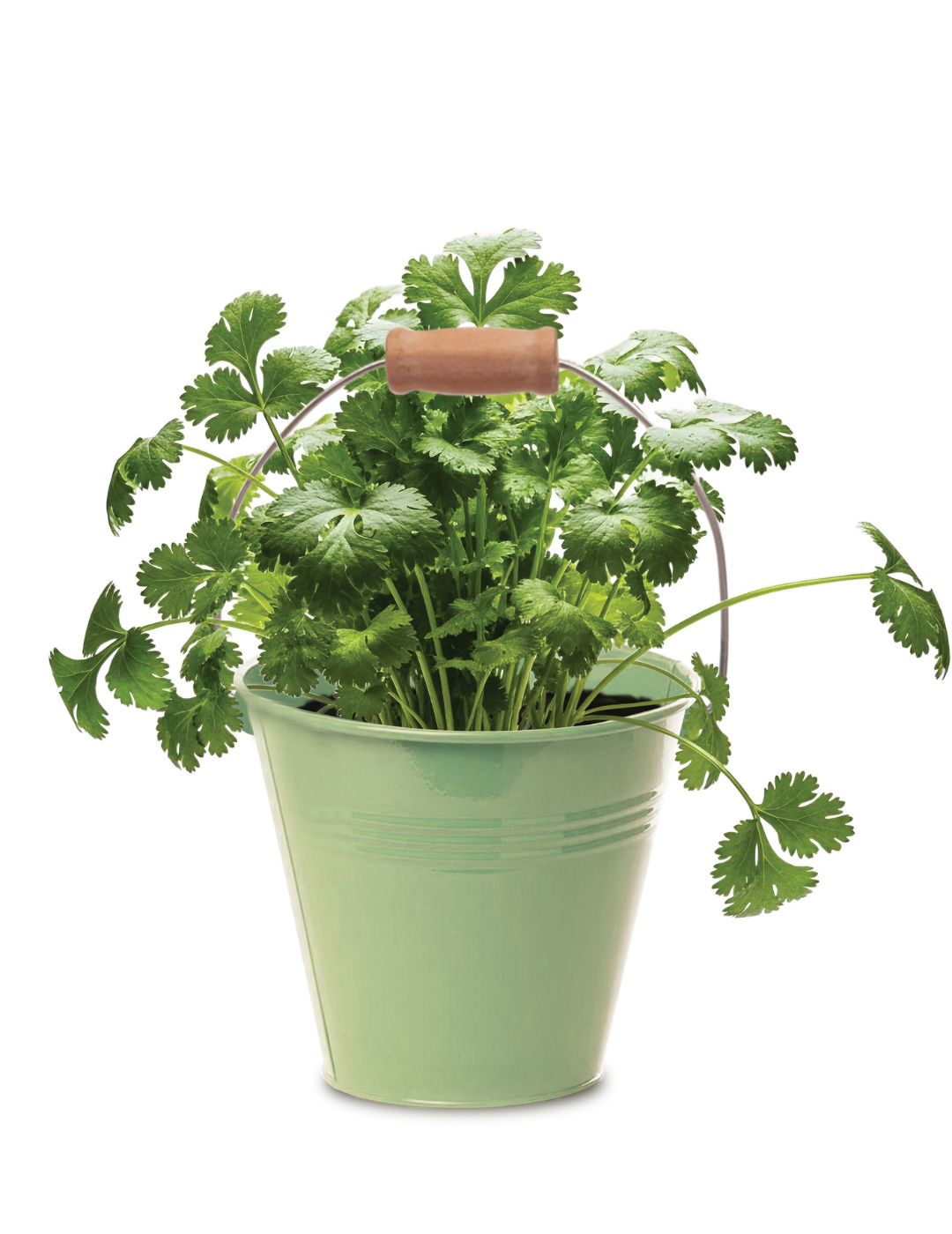 Coriander - Round Grow Kit Tin