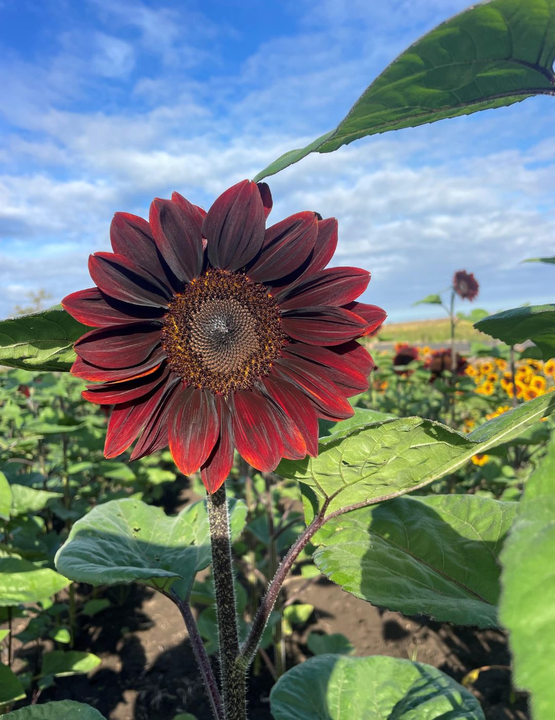 Ruby Passion Sunflower Seeds