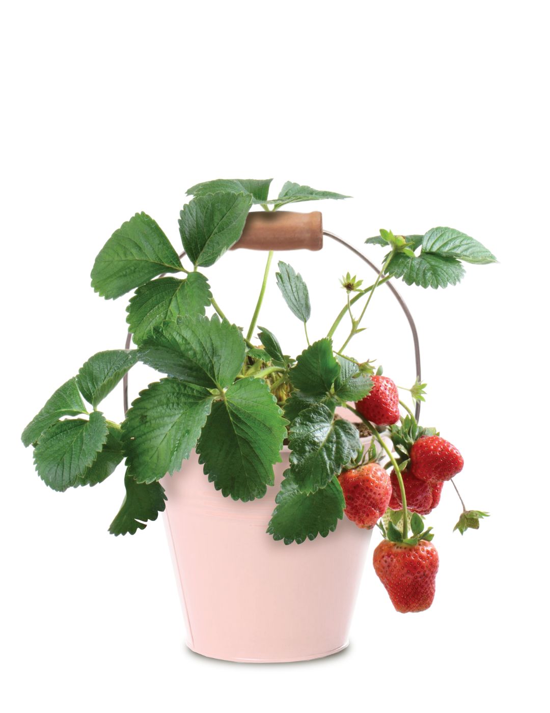 Strawberry - Round Grow Kit Tin