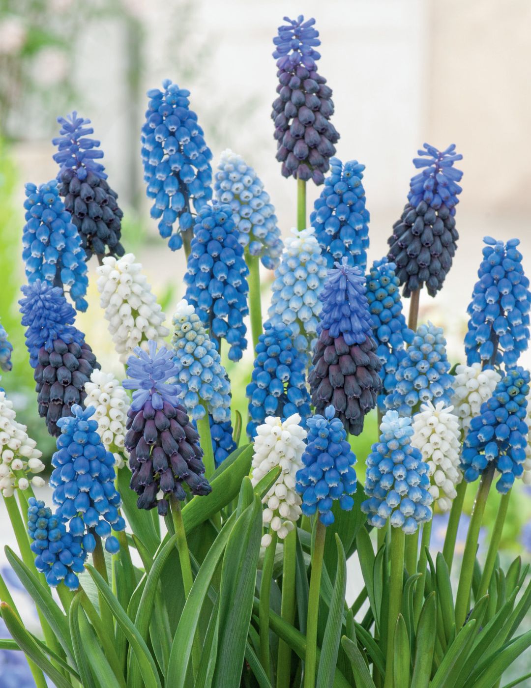 Grape Hyacinth Magic Carpet Mixed Bulbs