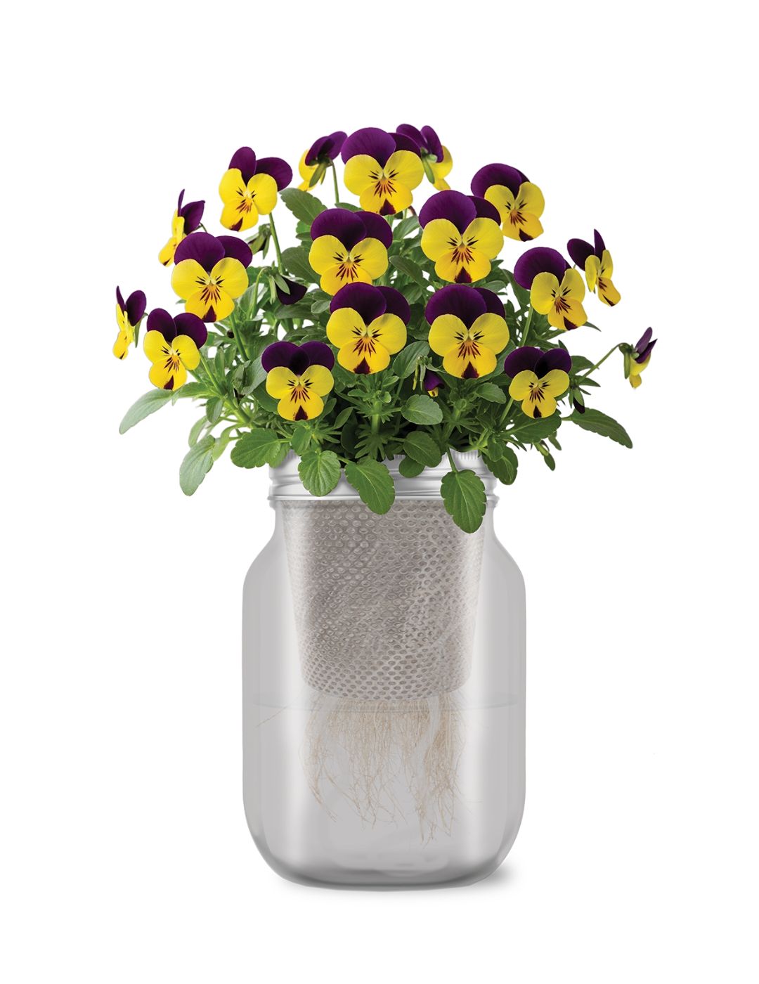 Self-Watering Mason Jar Kit (Johnny Jump Up Pansy Seeds)