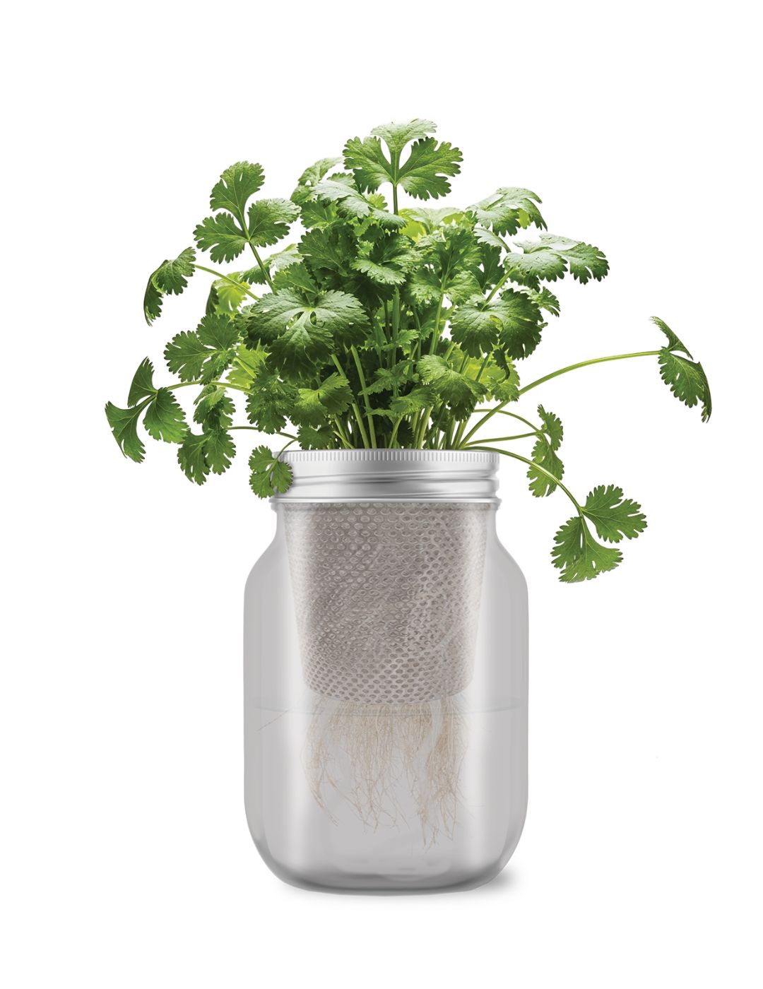 Self-Watering Mason Jar Kit (Coriander Seeds)