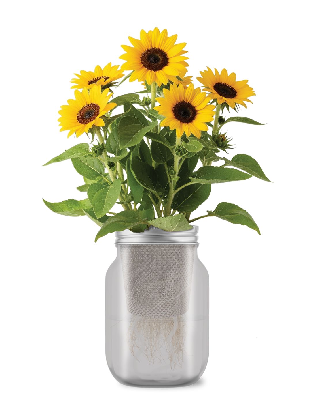Self-Watering Mason Jar Kit (Dwarf Sunflower Seeds)