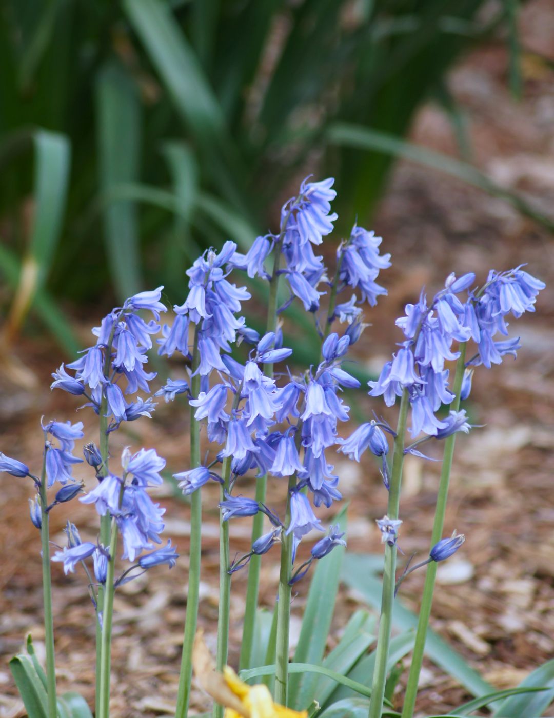 Scilla Blue Bells Bulbs
