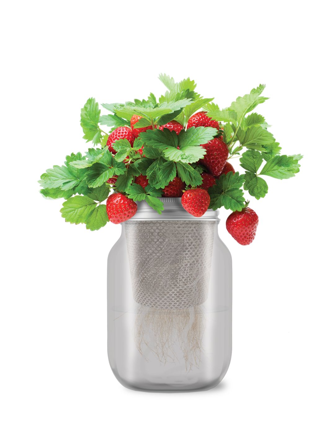 Self-Watering Mason Jar Kit (Strawberry Temptation Seeds)