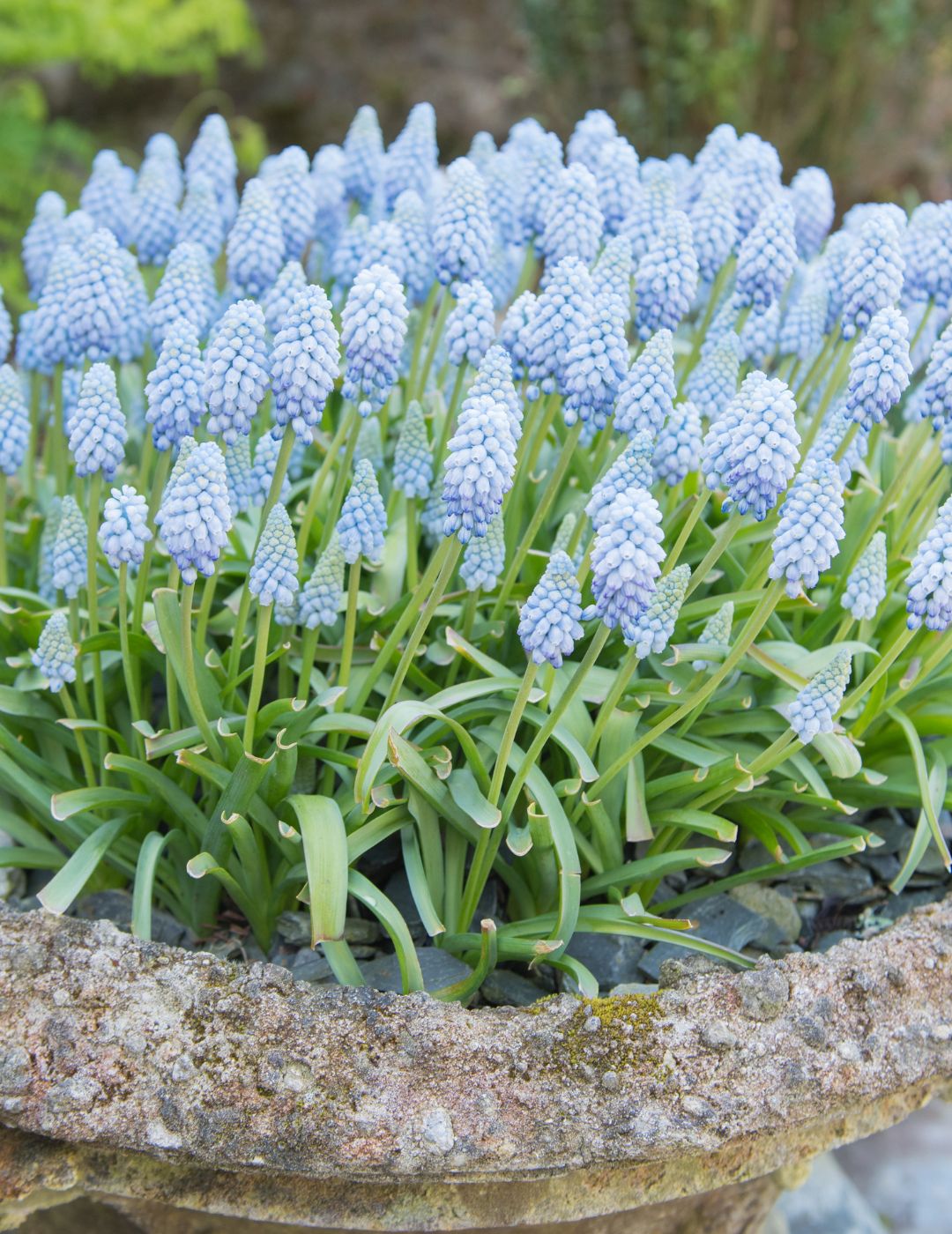 Grape Hyacinth Valerie Finnis Bulbs