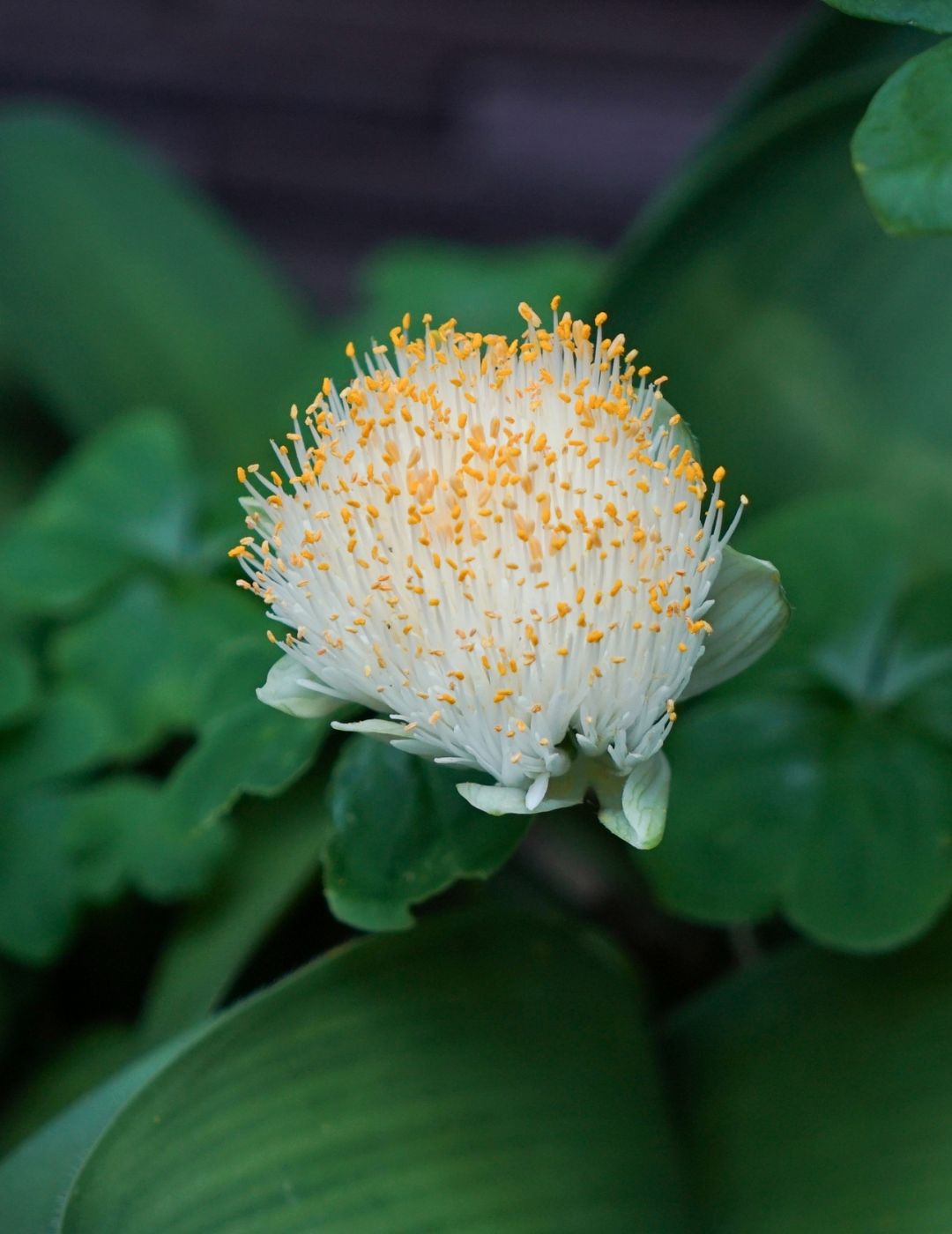 Haemathus White Bulbs