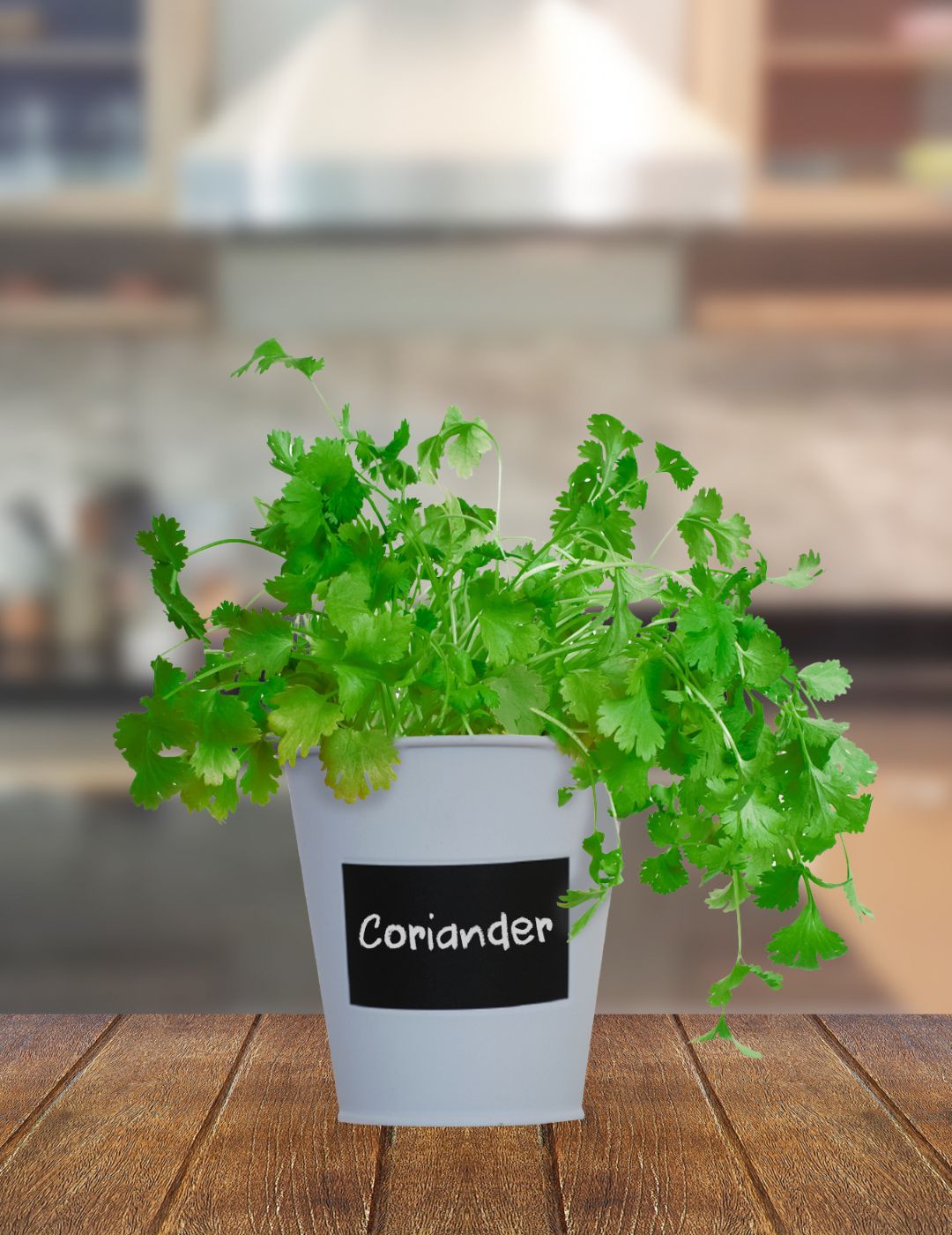 Coriander- Chalkboard Grow Kit Tin