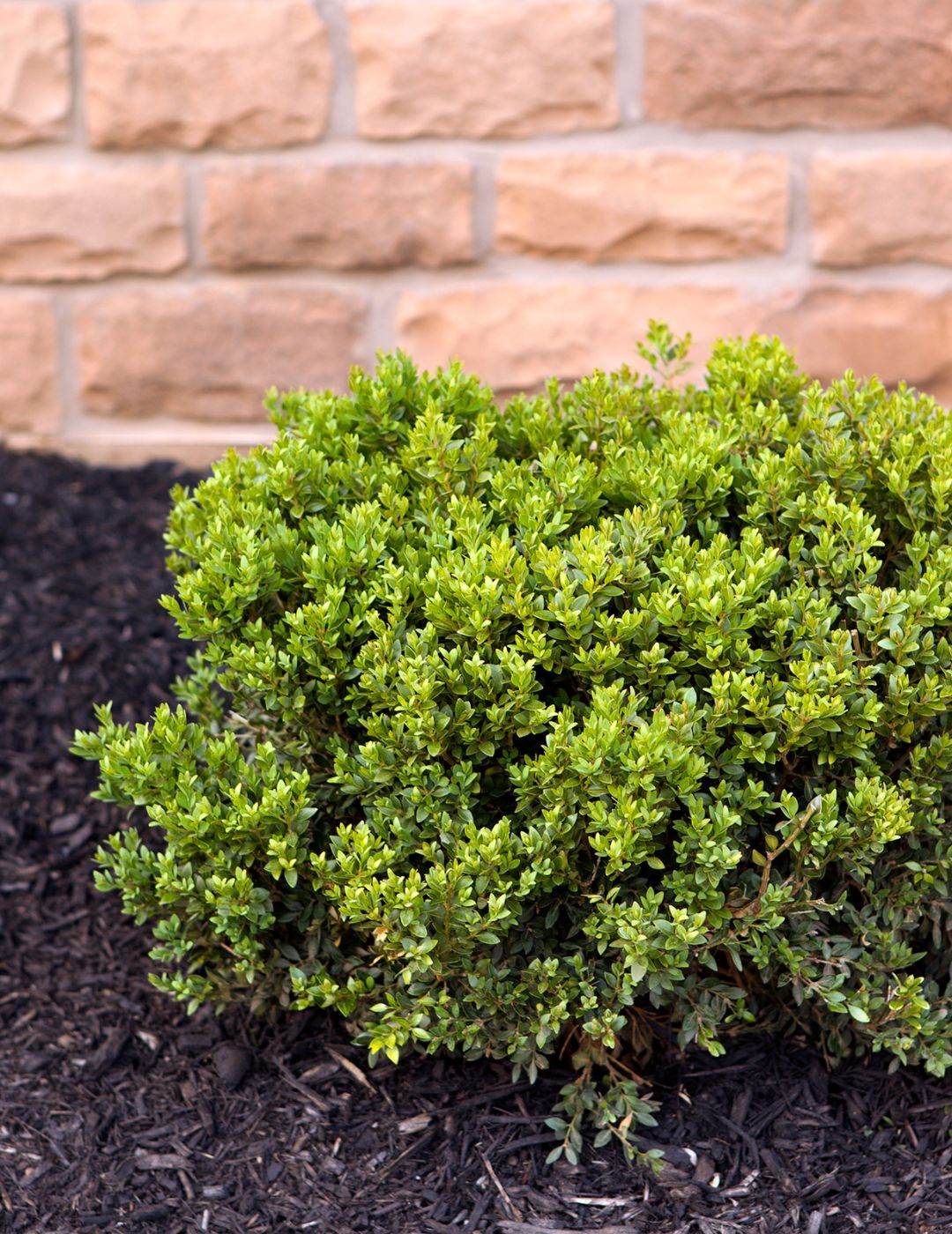 Japanese Box Live Plant 5 Pack