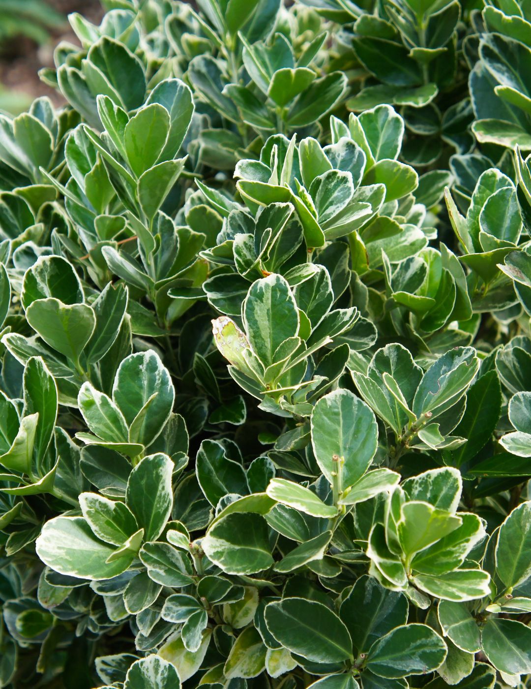 Euonymus Green Rocket Live Plant 5 Pack