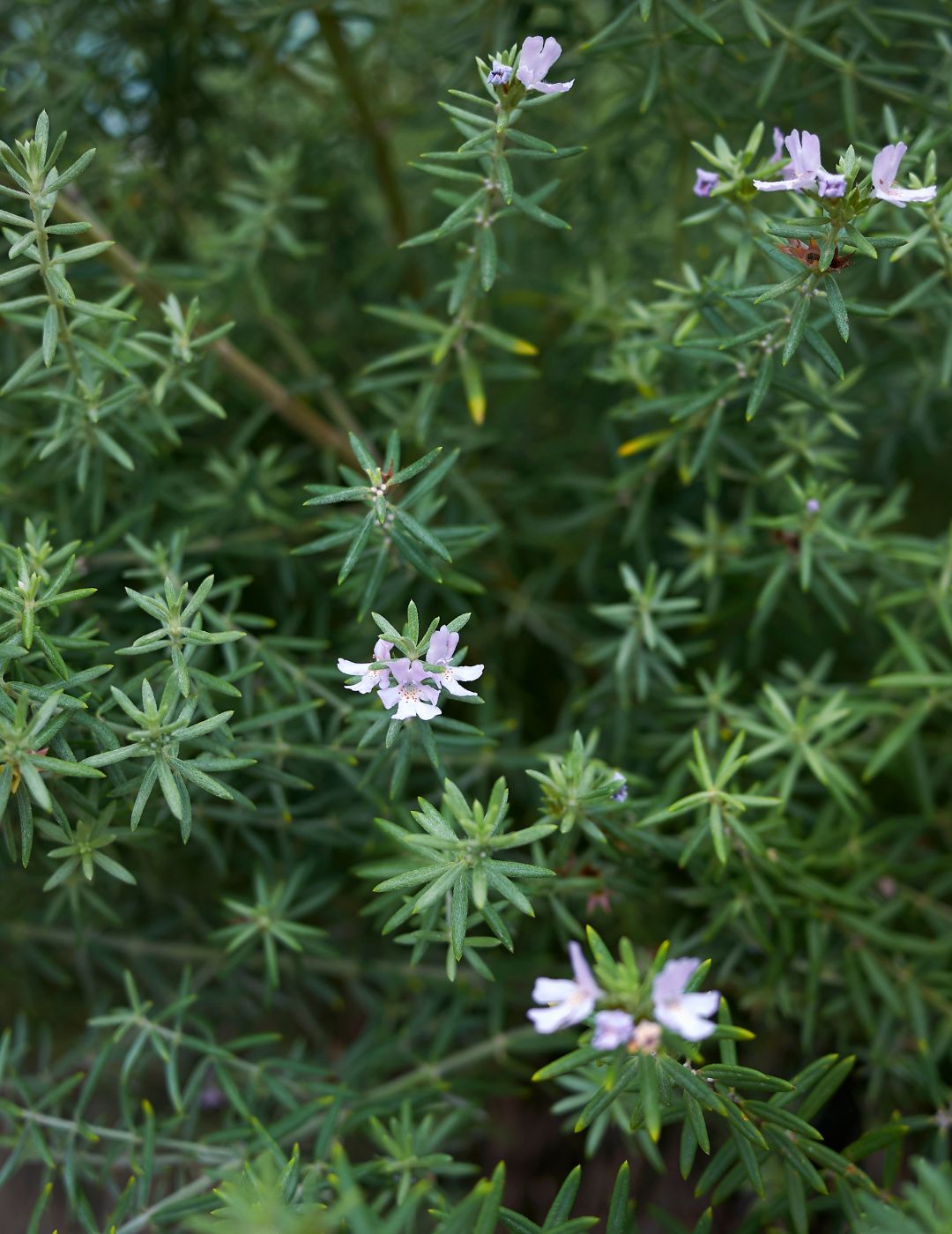 Westringia Zena Live Plant 5 Pack