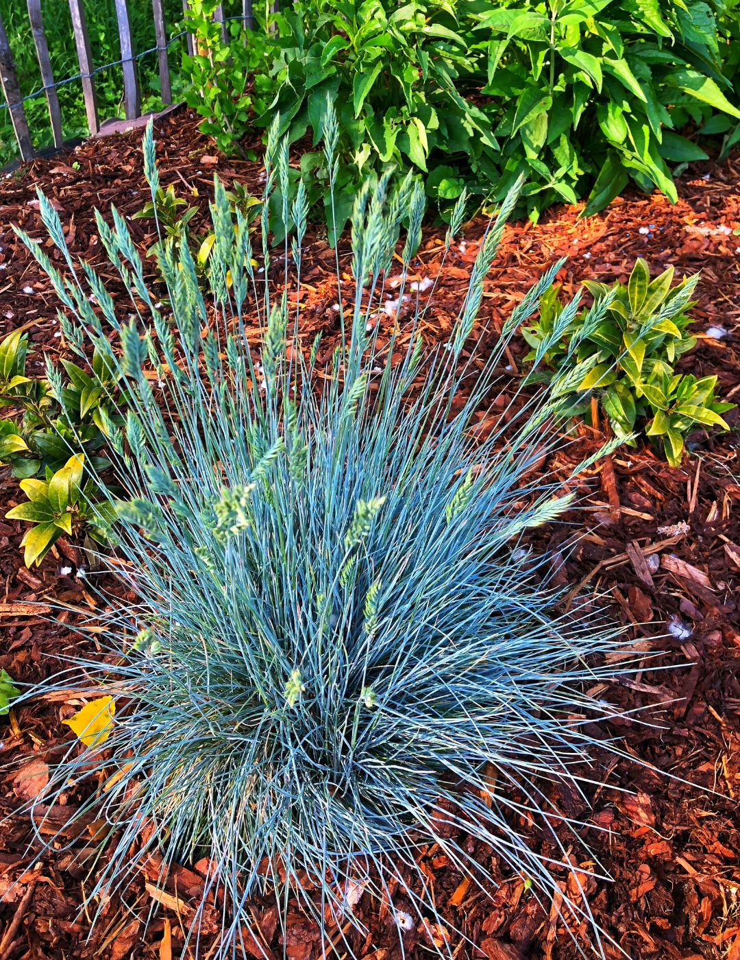 Blue Fescue Live Plant 5 Pack