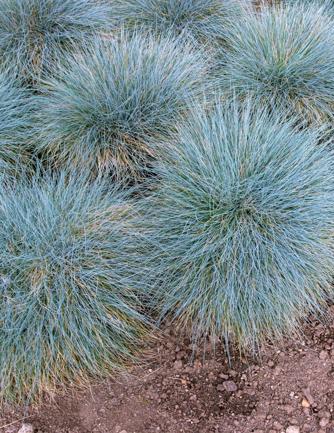 Blue Fescue Live Plant 5 Pack