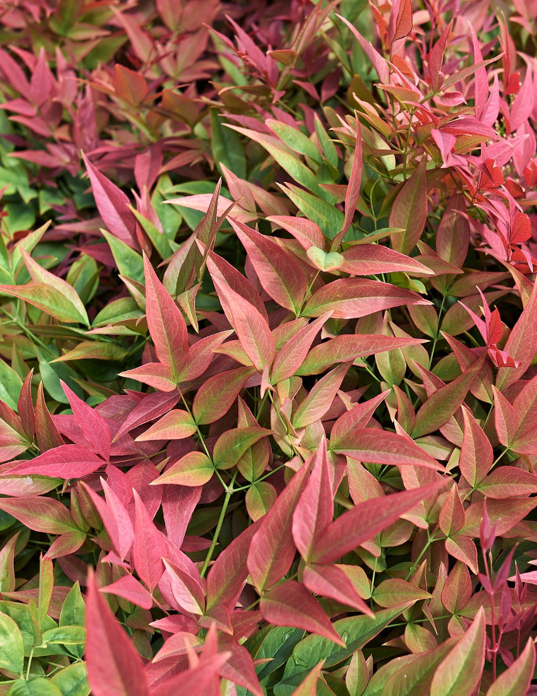Nandina Nana Live Plant 5 Pack