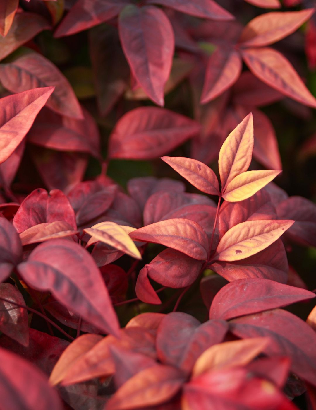 Nandina Nana Live Plant 5 Pack