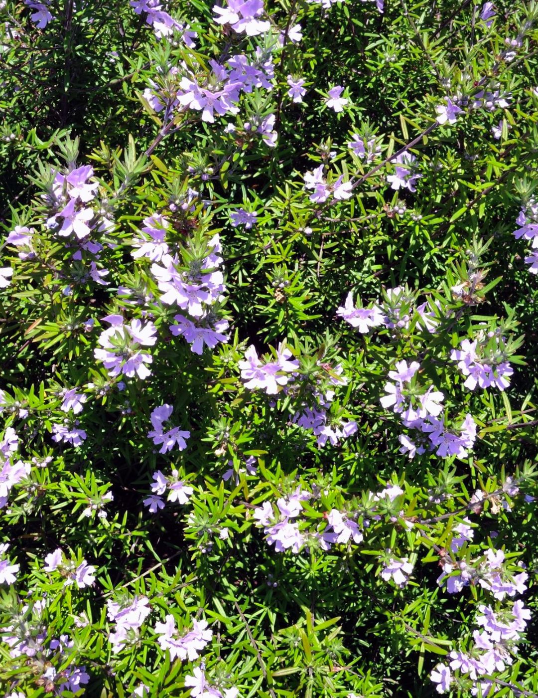 Westringia Wynyabbi Gem Live Plant 5 Pack