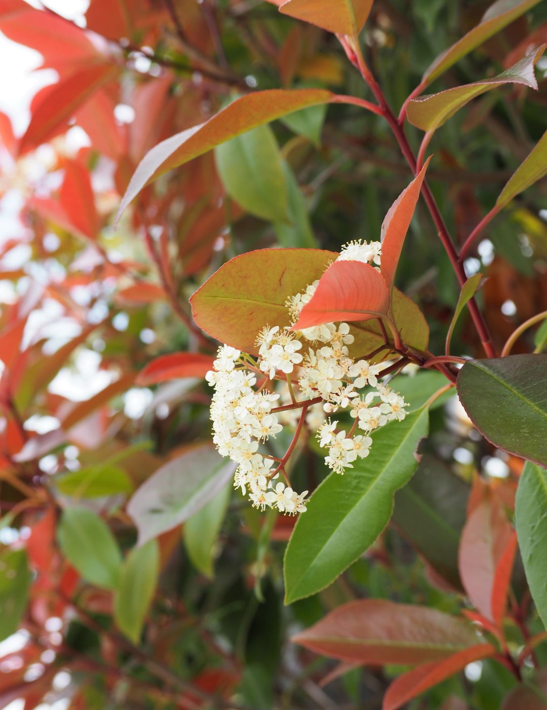 Photinia Robusta Live Plant 5 Pack