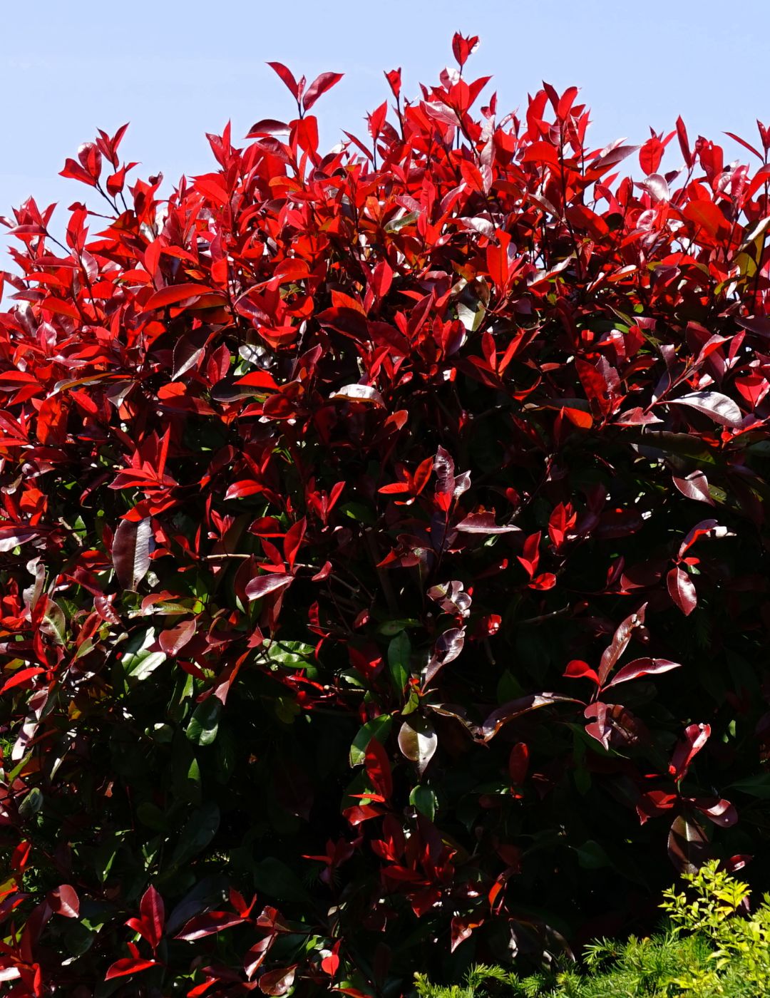 Photinia Robusta Live Plant 5 Pack