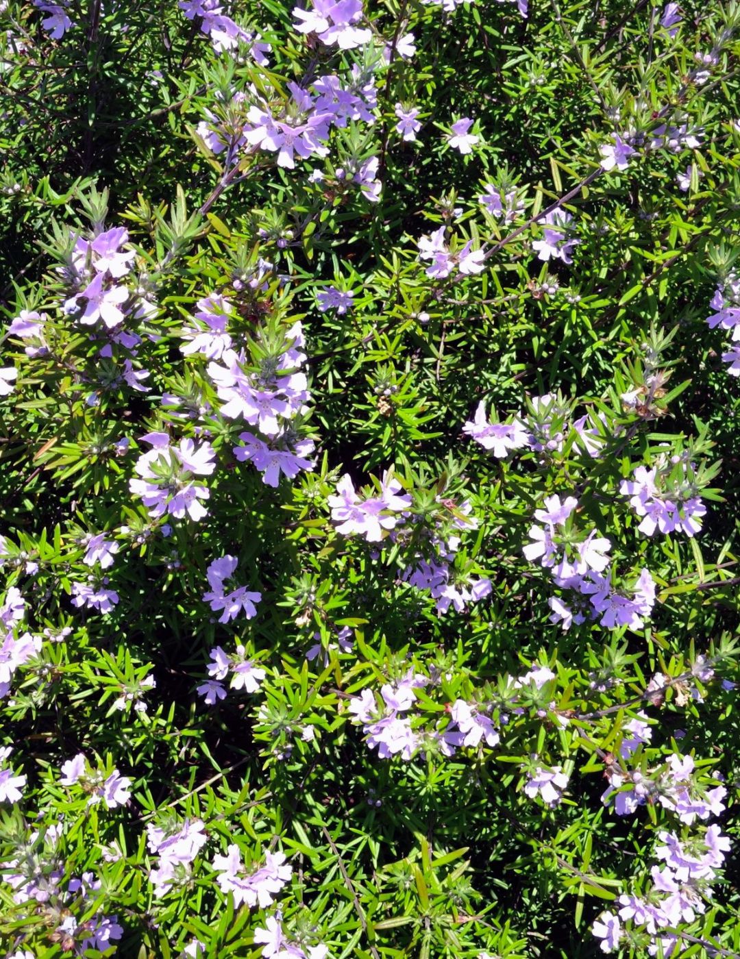 Westringia Zena Live Plant 5 Pack