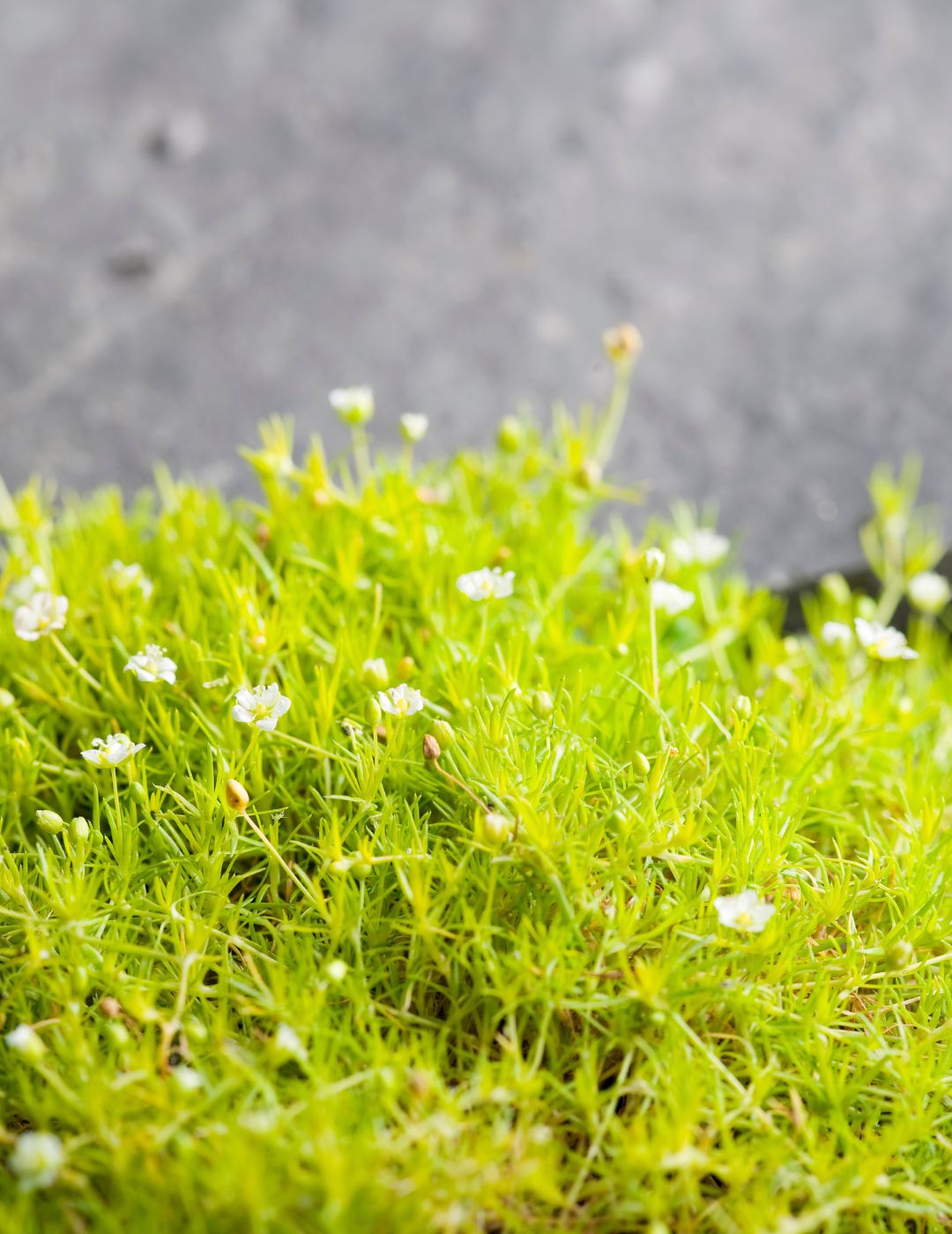 Irish Moss Seeds