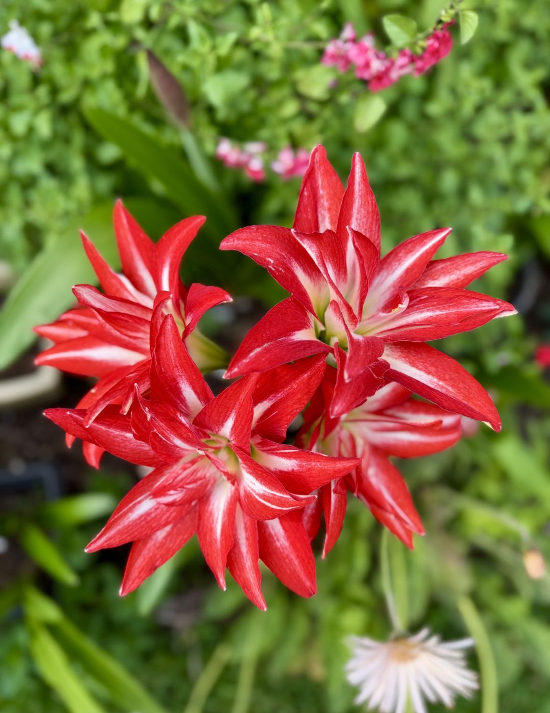 Hippeastrum Double Splash (Season: Aug-Sep)