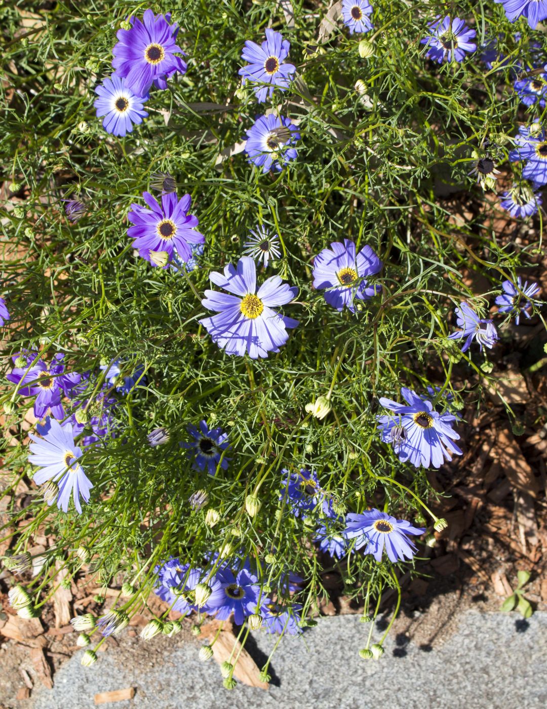 Blue Marguerite Live Plant 5 Pack