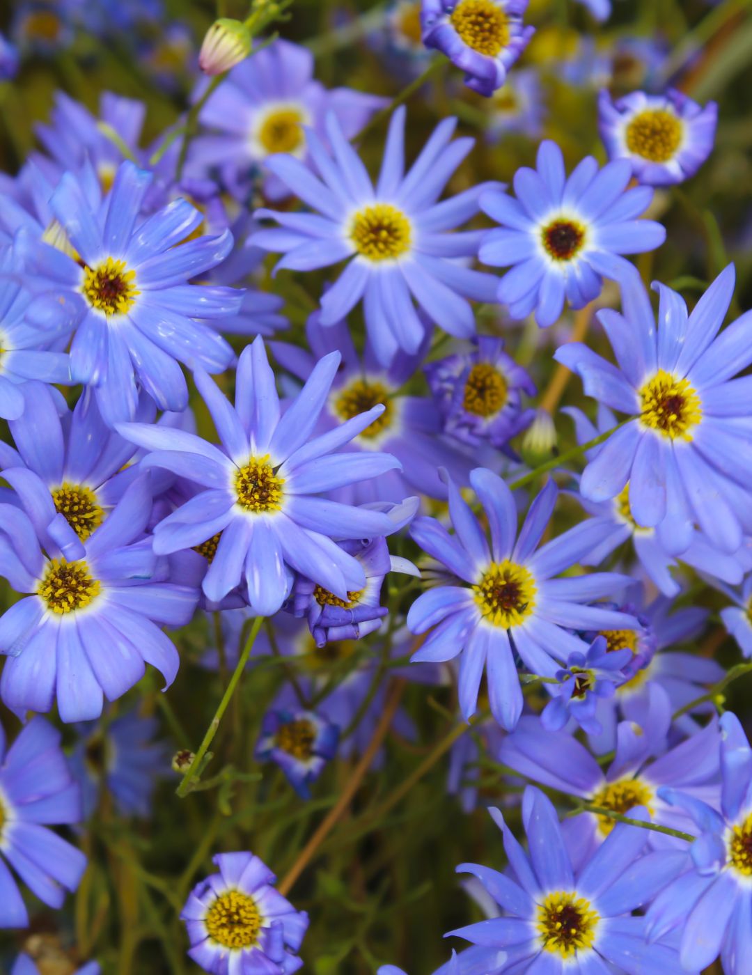 Blue Marguerite Live Plant 5 Pack