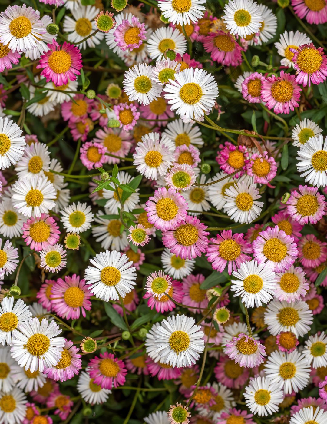 Seaside Daisy Live Plant 5 Pack