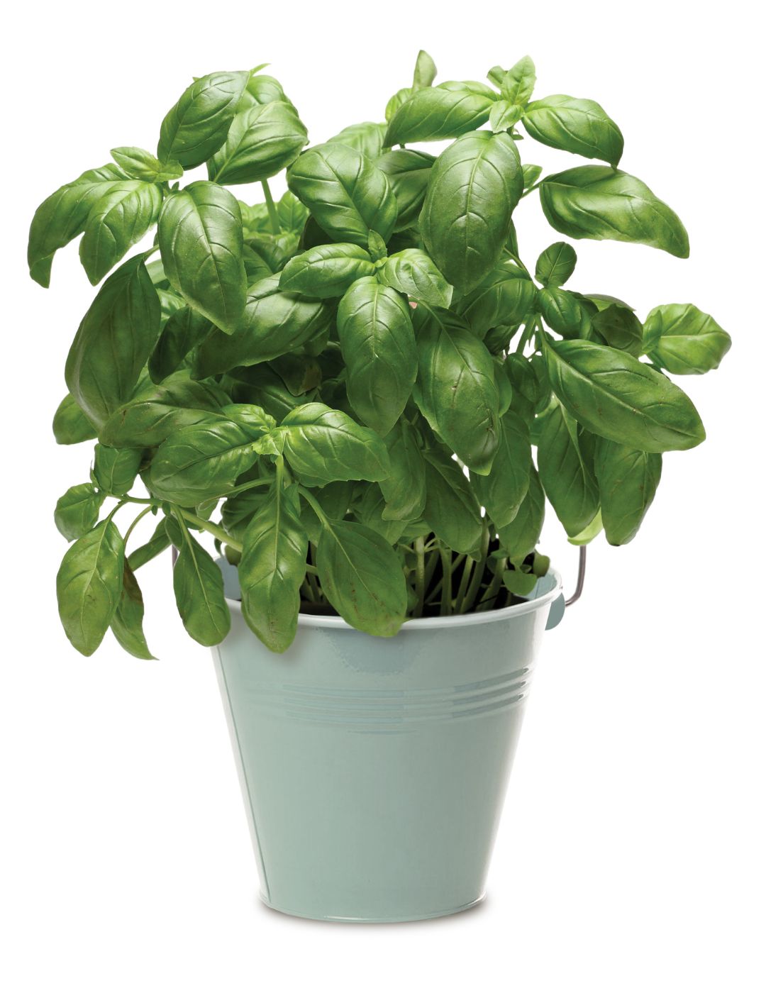Basil - Round Grow Kit Tin