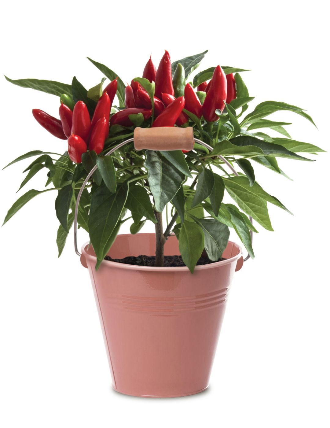Chilli - Round Grow Kit Tin