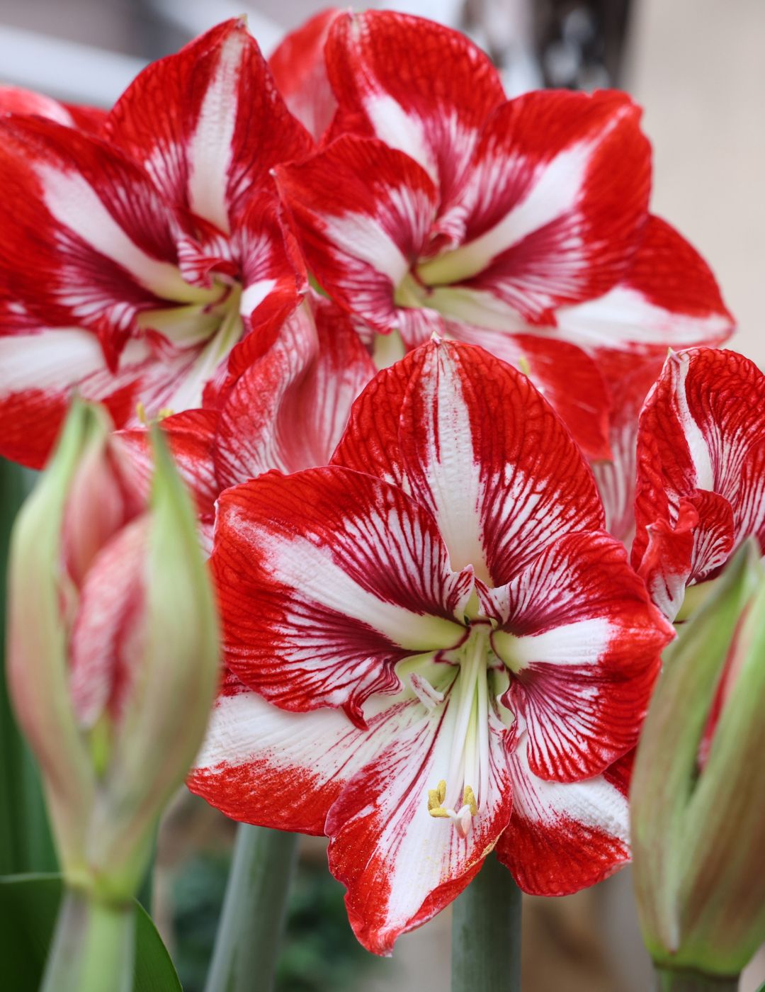 Hippeastrum Pierrot (Season: Aug-Sep)