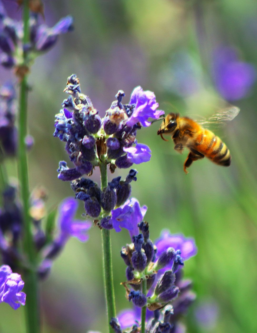 Ultimate Pollinator Bundle