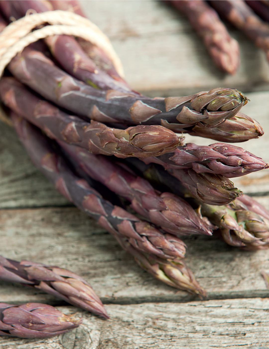 Asparagus Purple (Limited Edition)