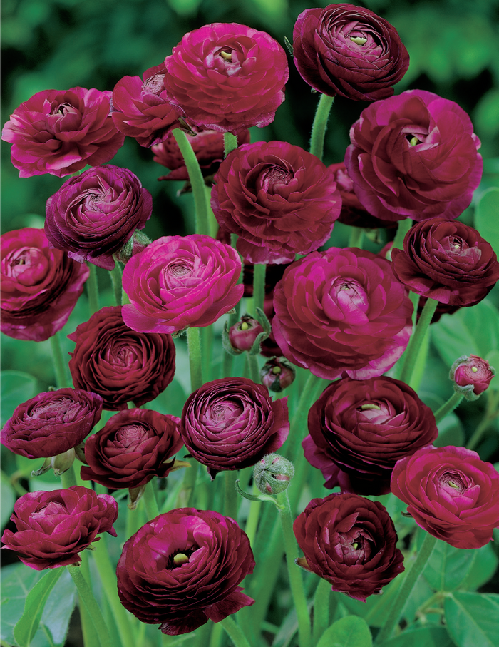 Ranunculus Bulbs | Ranunculus Corms | Mr Fothergill's Seeds