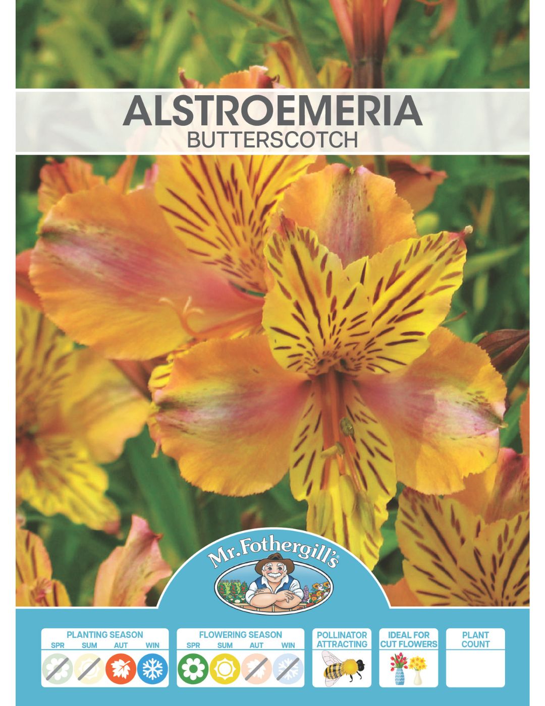Alstroemeria Butterscotch Plant