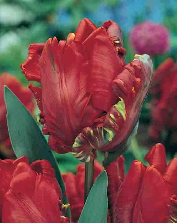 Tulip Parrot Rococo Bulbs | Mr Fothergill's