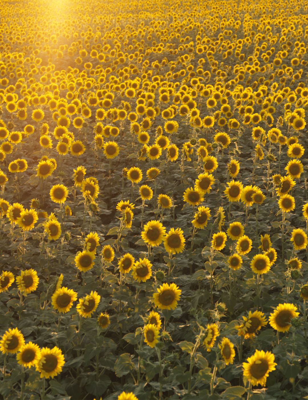 The Ultimate Sunflower Bundle