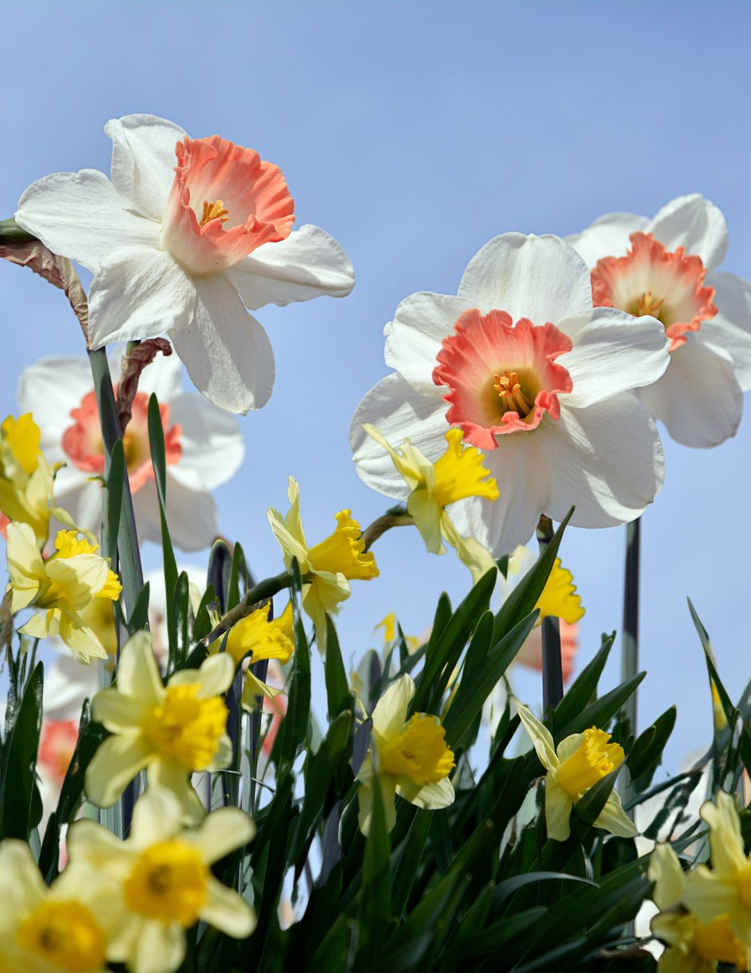 Dozens Of Daffodils Bundle