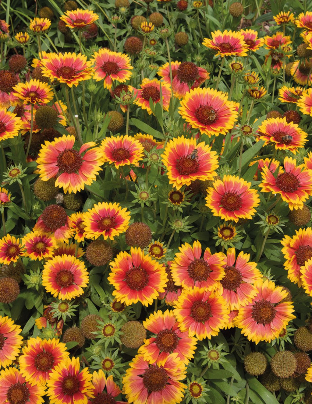 Gaillardia Goblin Seeds (Blanket Flower) Mr Fothergill's