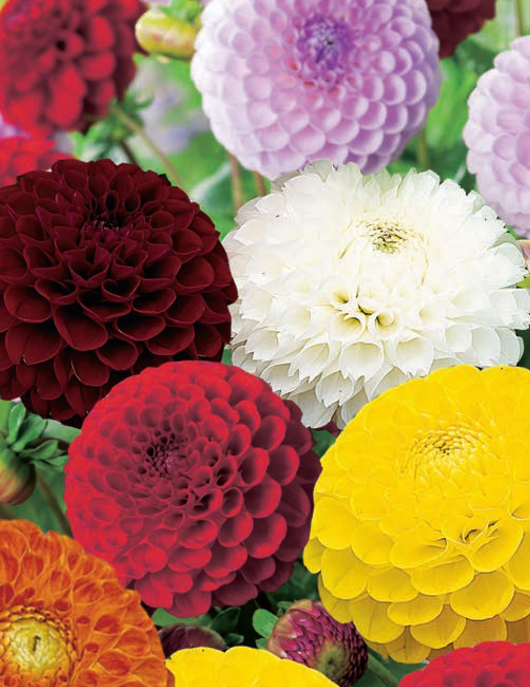 Dahlia Pompon Mix (season:Aug-Sep)